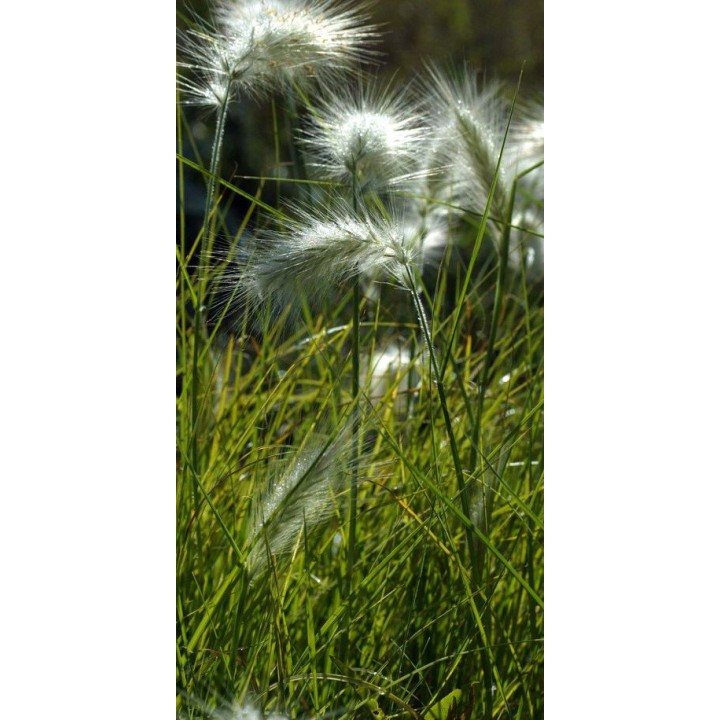 Graminée moyenne, Pennisetum villosum, Herbe aux écouvillons