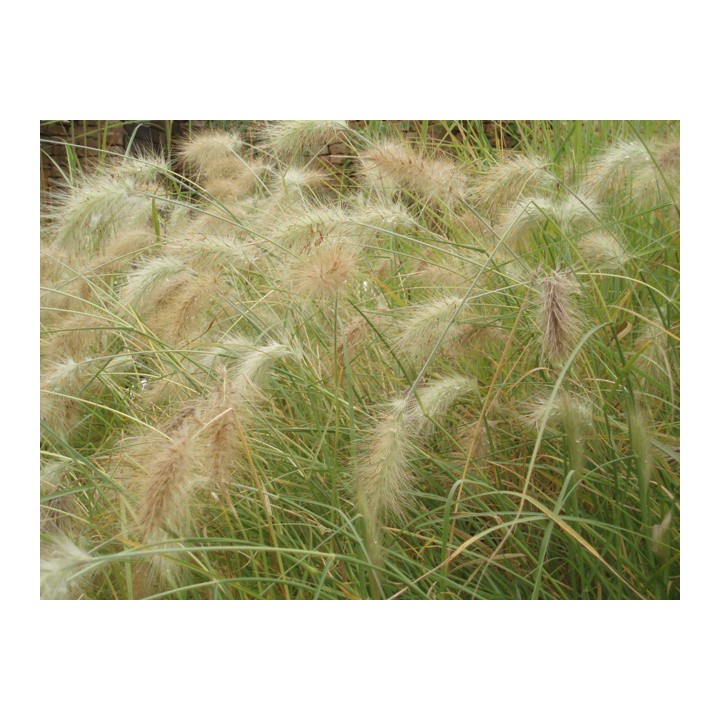 Graminée moyenne, Pennisetum villosum, Herbe aux écouvillons