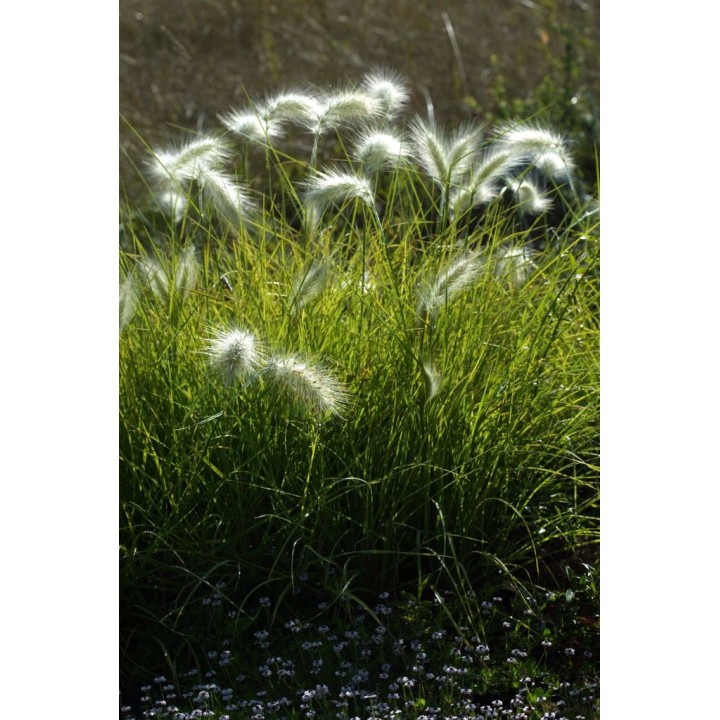 Graminée moyenne, Pennisetum villosum, Herbe aux écouvillons