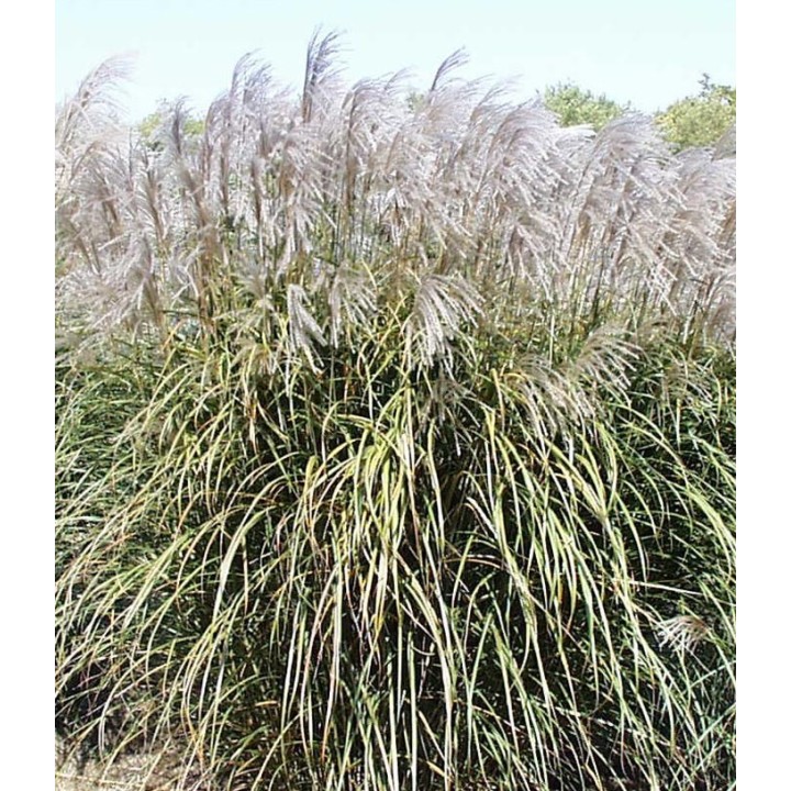 Graminée haute, Miscanthus sinensis 'Positano' - Roseau de Chine