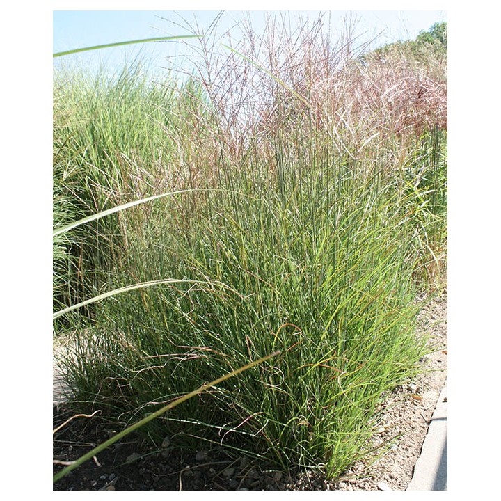 Miscanthus sinensis  'Kleine Silberspinne'