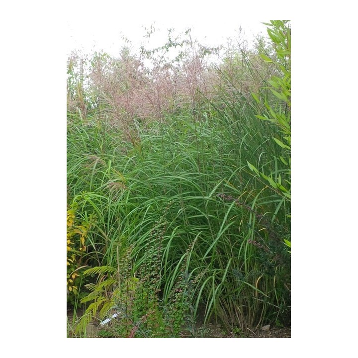 Miscanthus sinensis  'Silberturm'