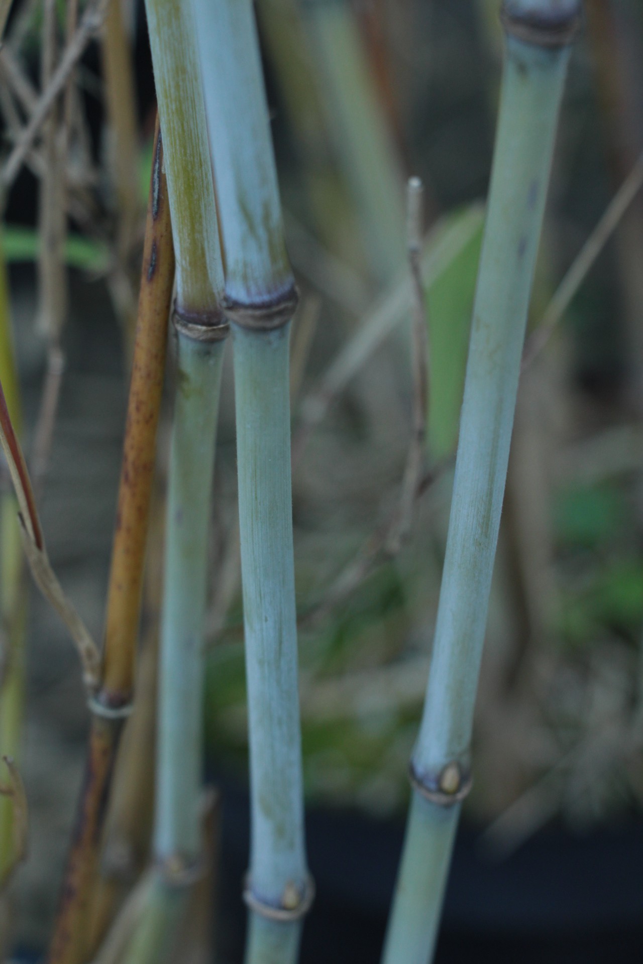 Fargesia papyrifera