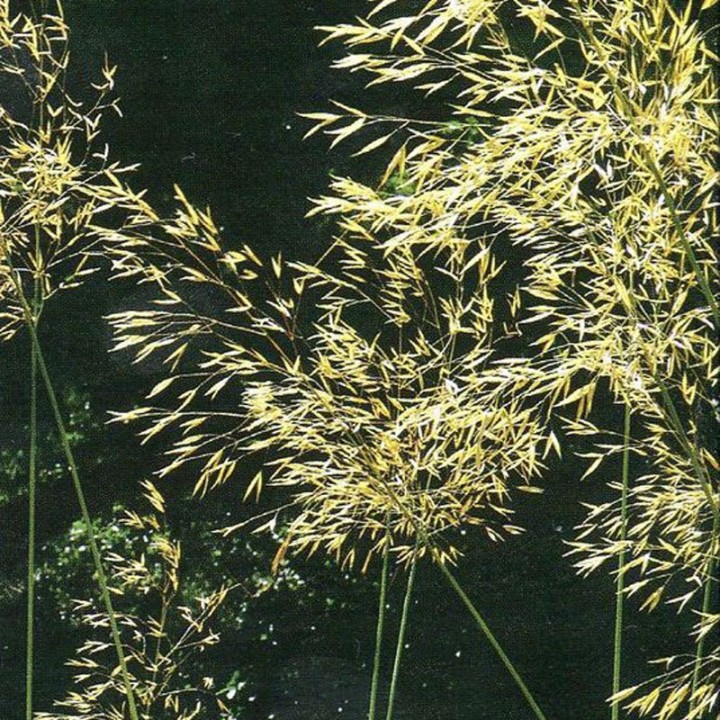 Stipa gigantea
