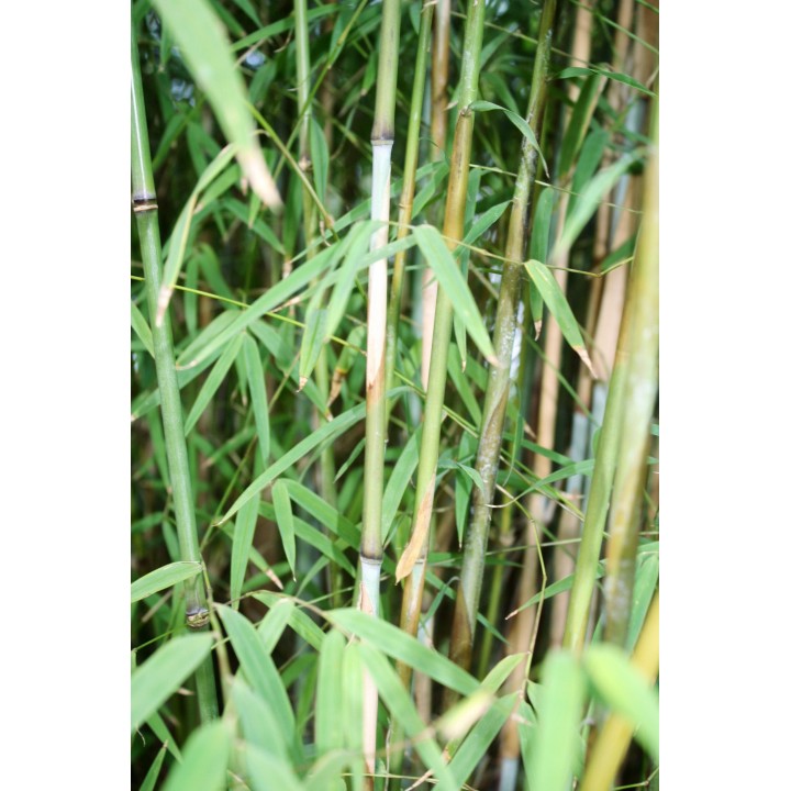 Thamnocalamus spatiflorus 'Lang Tang'