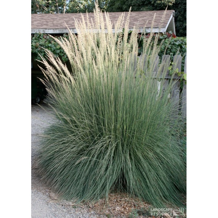 Muhlenbergia lindheimeri