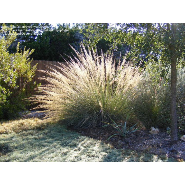 Muhlenbergia lindheimeri