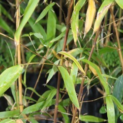 Phyllostachys aurea 'Holochrysa'