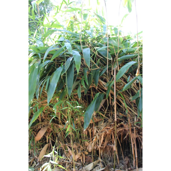 Arundinaria graminea