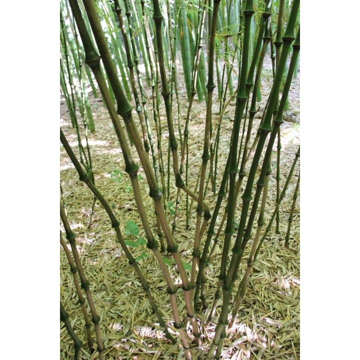chimonobambusa tumidissinoda