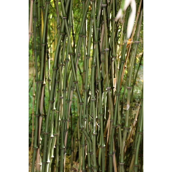 chimonobambusa tumidissinoda