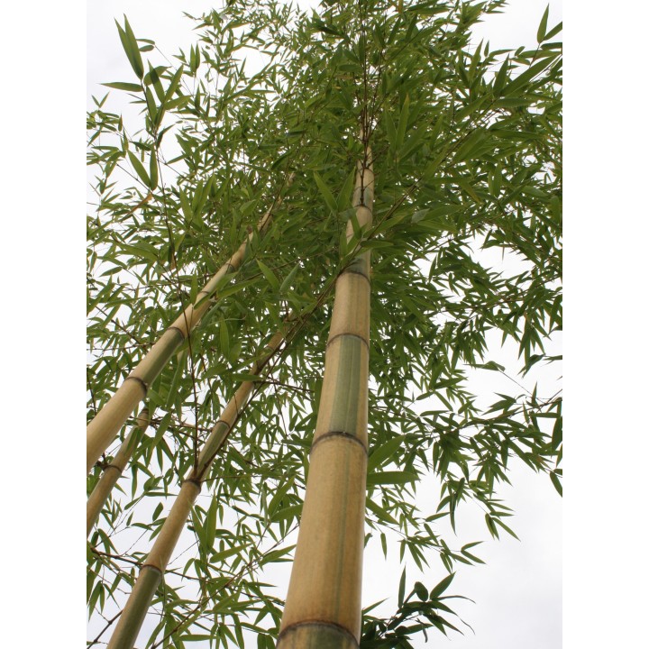 Phyllostachys vivax 'Huangwenzhu Inversa'