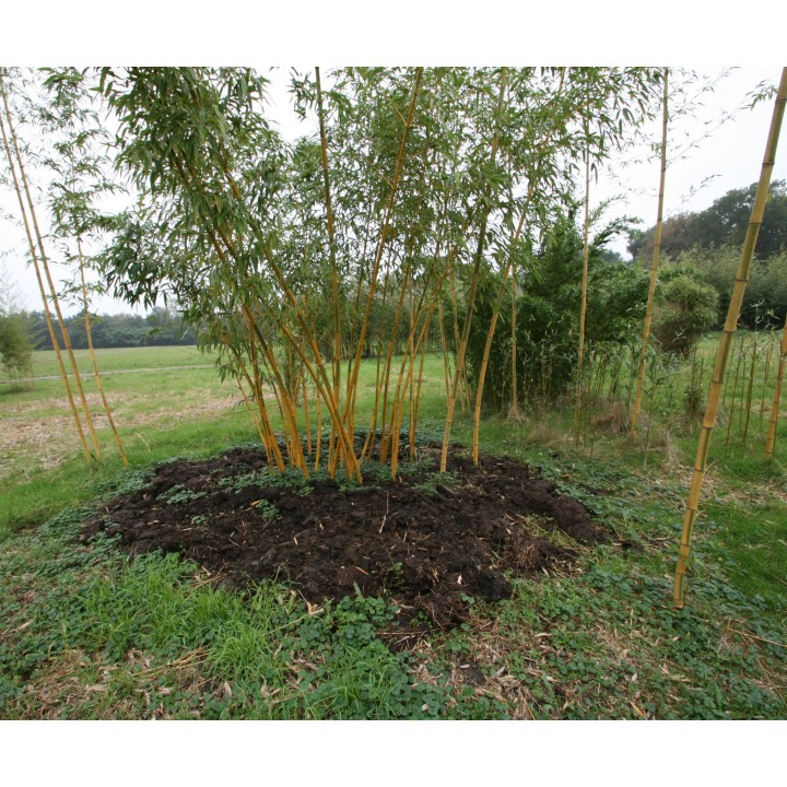 Phyllostachys vivax 'Huangwenzhu Inversa'