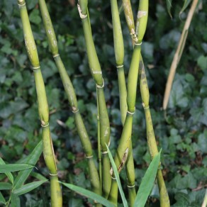 Pseudosasa japonica 'Tsutsumiana'