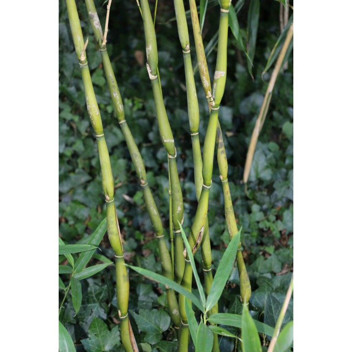 Pseudosasa japonica 'Tsutsumiana'
