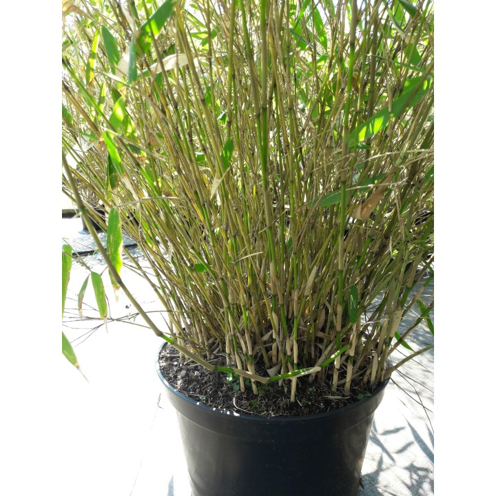 Fargesia robusta 'Pingwu'