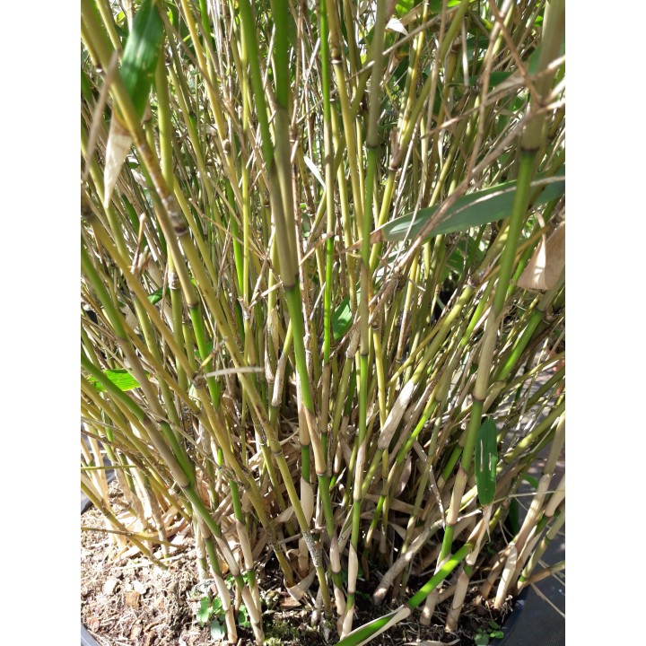 Fargesia robusta 'Pingwu'