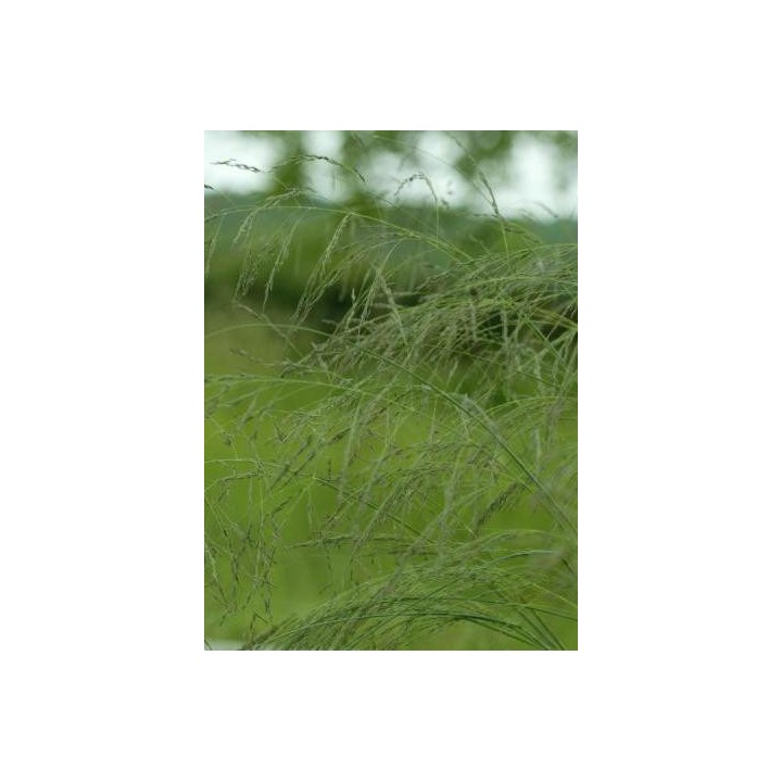 eragrostis elliotti