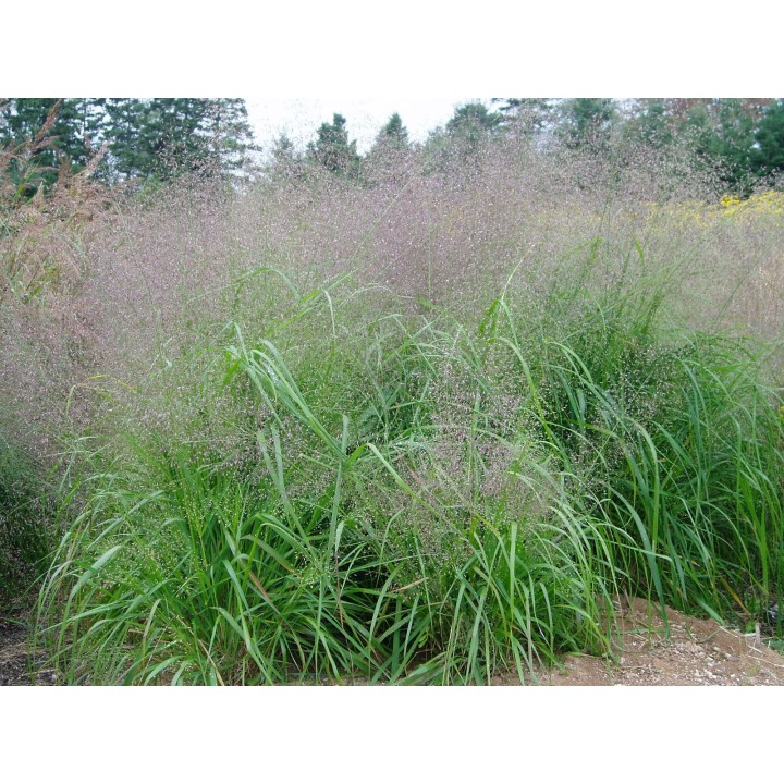 eragrostis elliotti