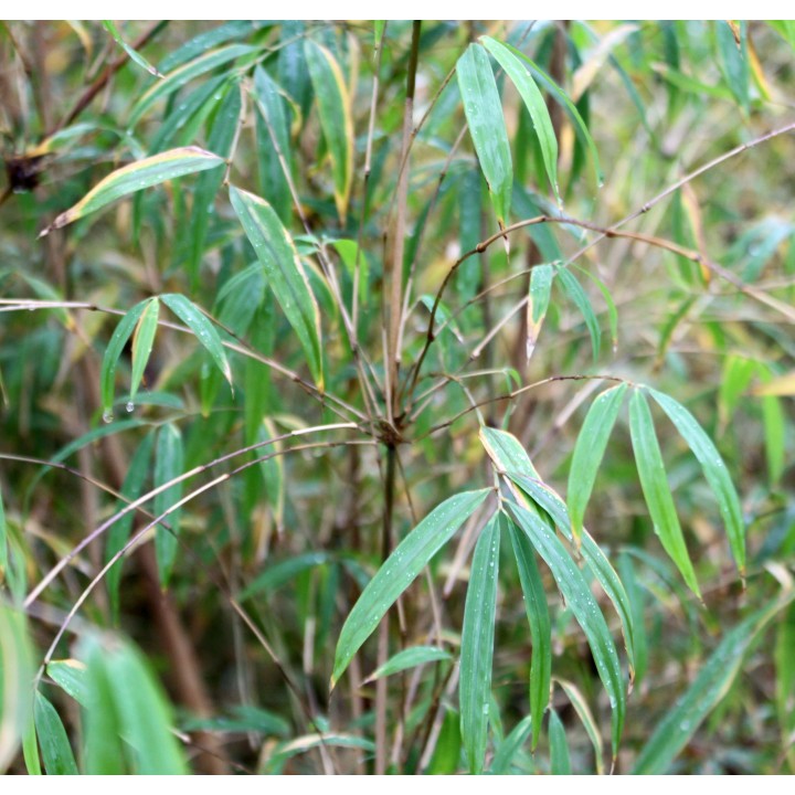 Drepanostachyum asperum