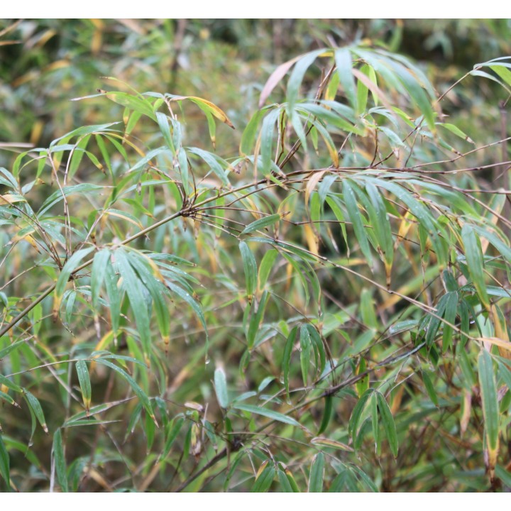 Drepanostachyum asperum