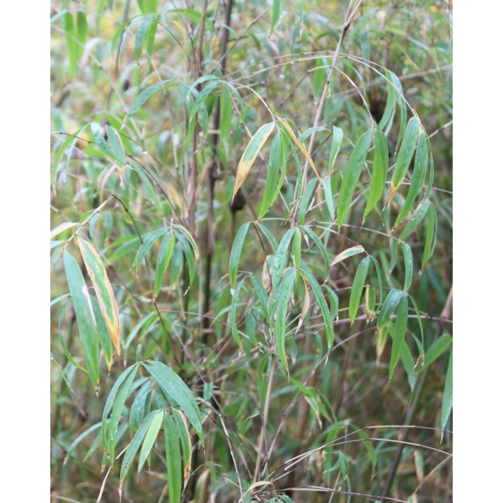 Drepanostachyum asperum