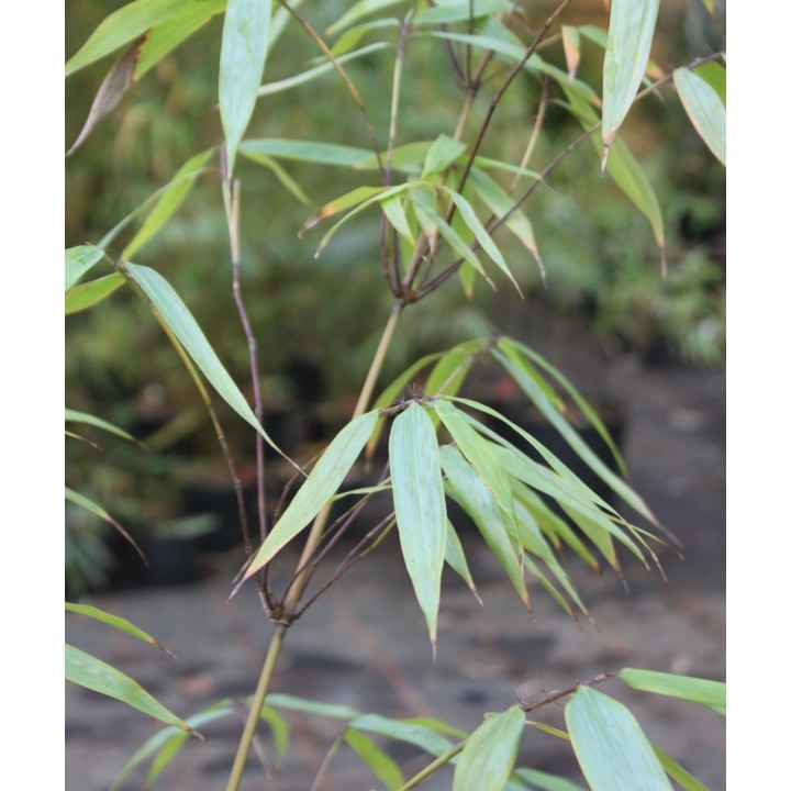 Drepanostachyum scandens