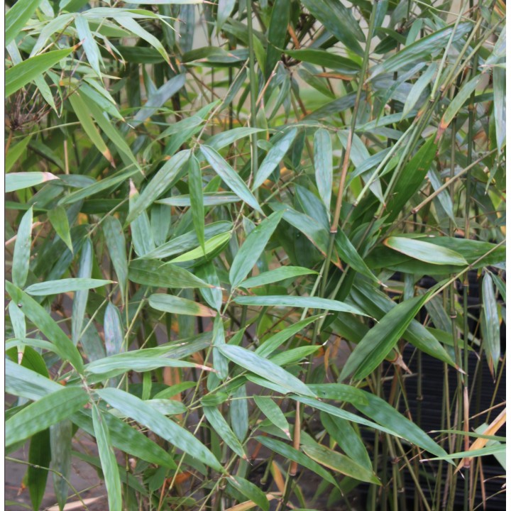Drepanostachyum scandens
