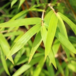 Bambusa multiplex  'Alphonse Kaar'