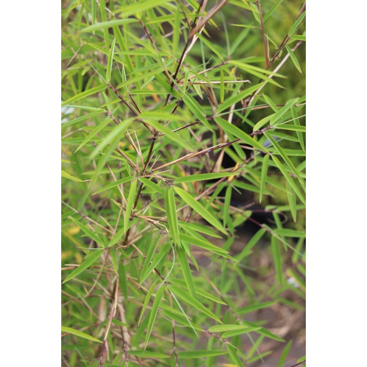 Fargesia angustissima