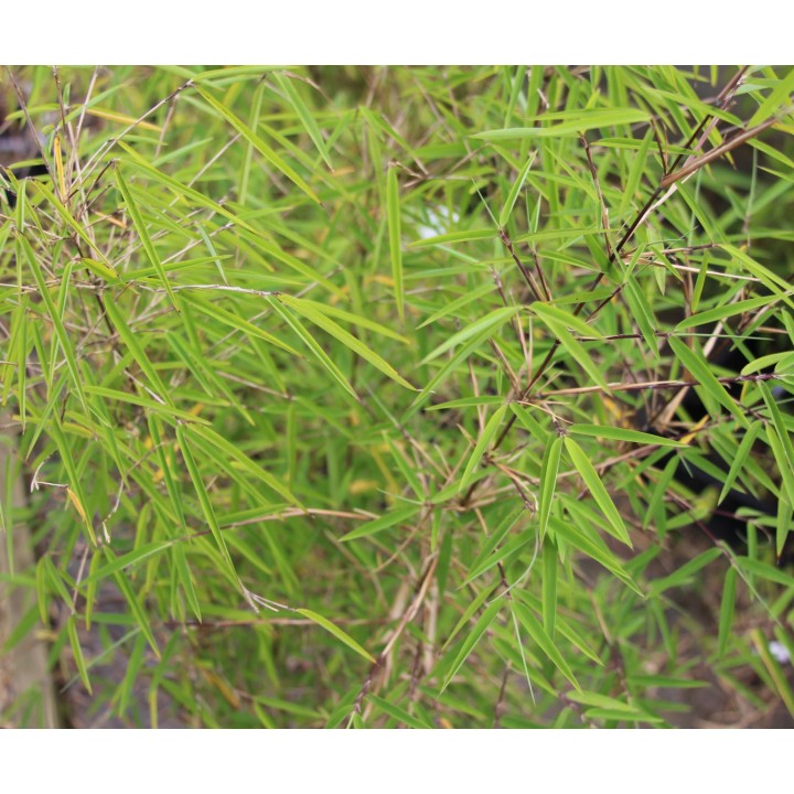 Fargesia angustissima