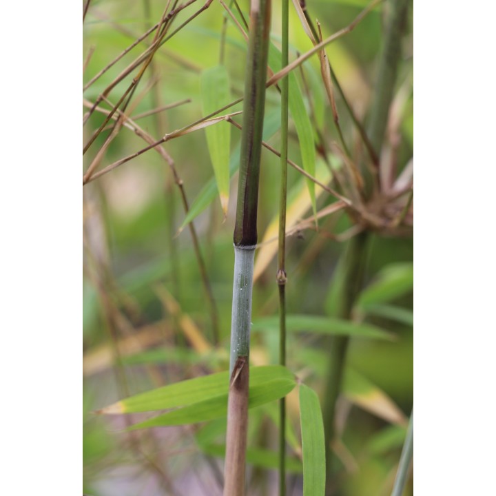 Thamnocalamus spatiflorus 'Lang Tang'