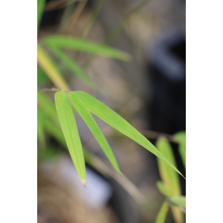 Thamnocalamus spatiflorus 'Lang Tang'