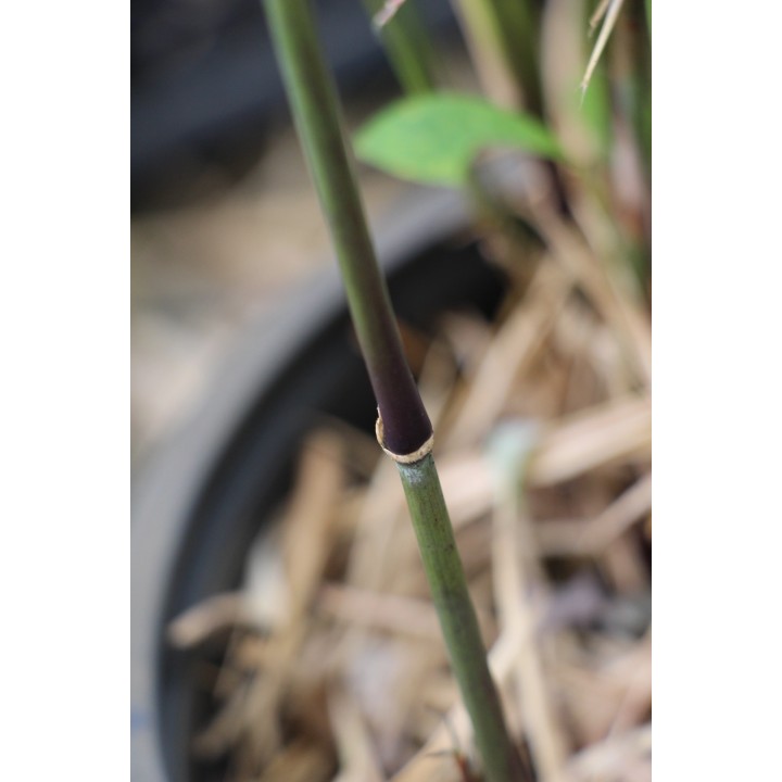 Thamnocalamus spatiflorus 'Lang Tang'