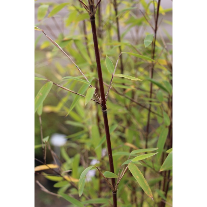 Fargesia nitida  'Black Pearl'