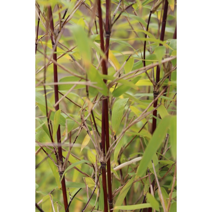 Fargesia nitida  'Black Pearl'