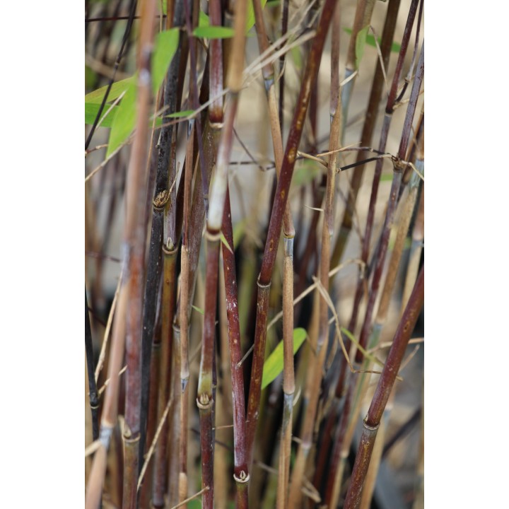 Fargesia nitida  'Black Pearl'