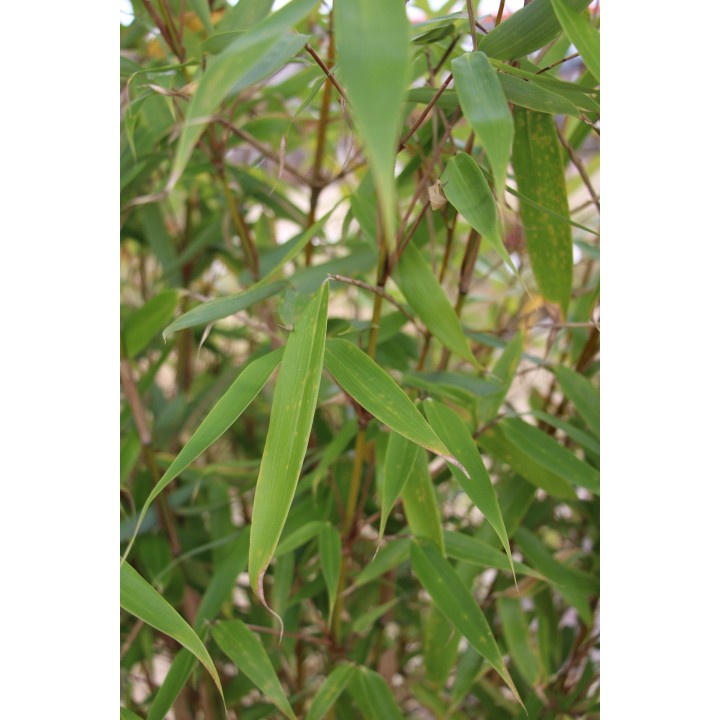 Fargesia robusta  'Wolong'