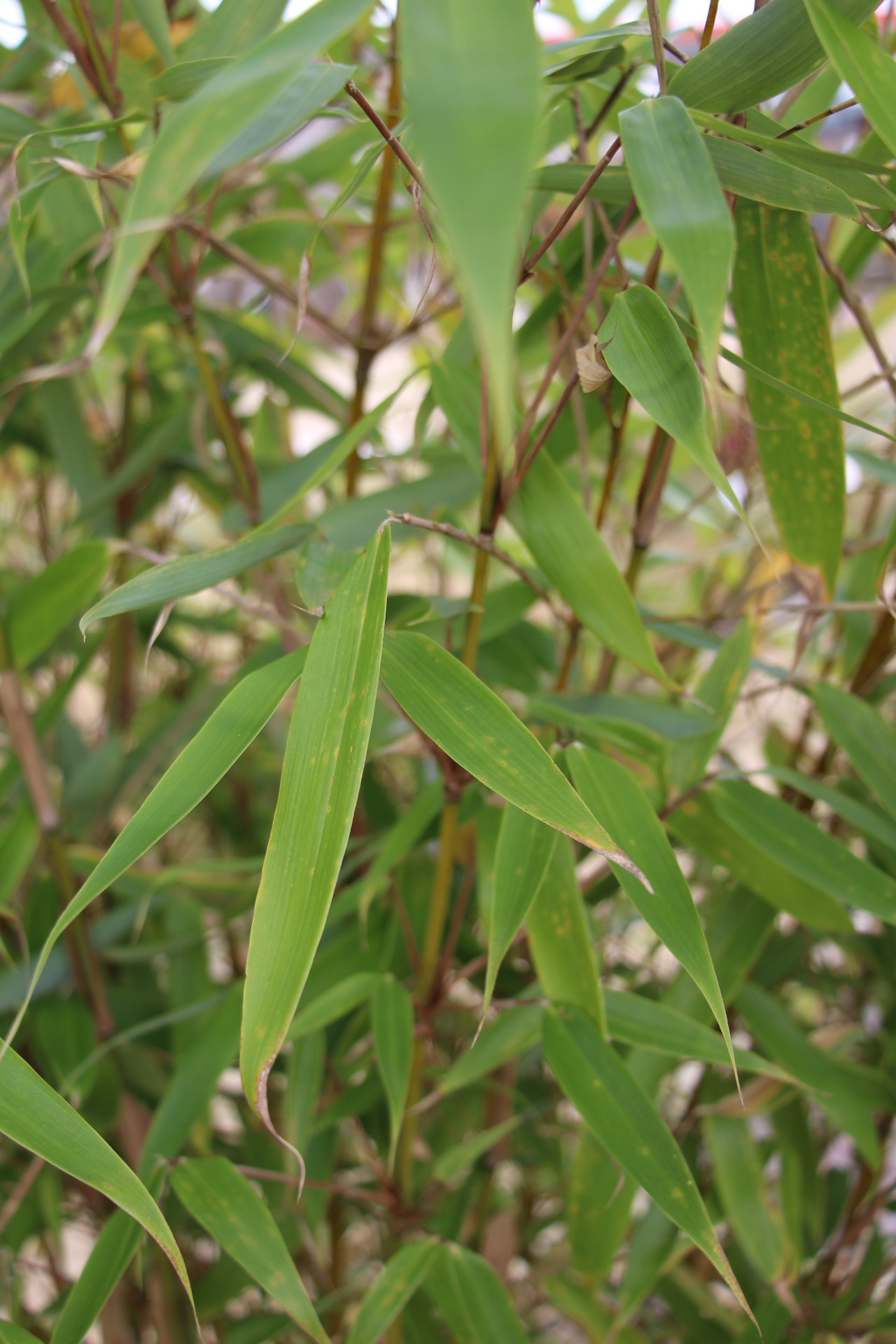 Fargesia robusta  'Wolong'
