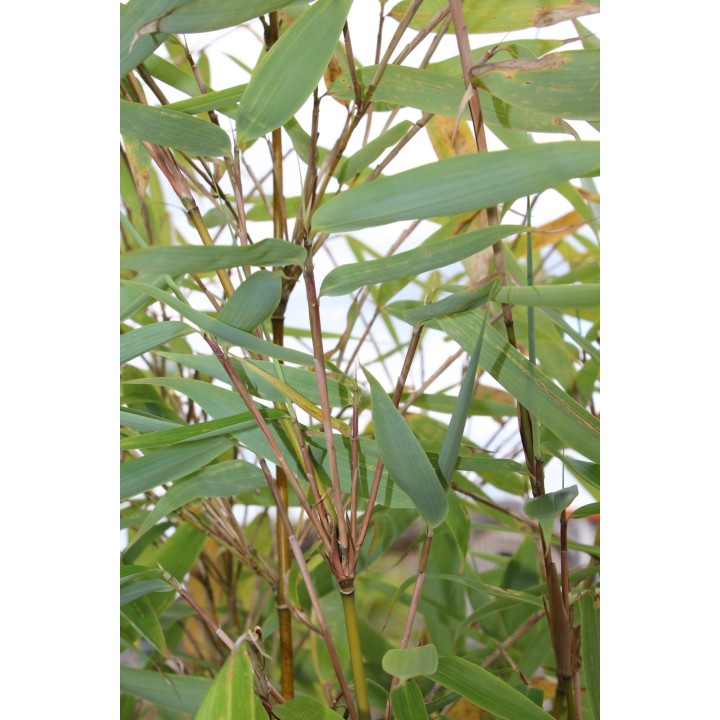 Fargesia robusta  'Wolong'