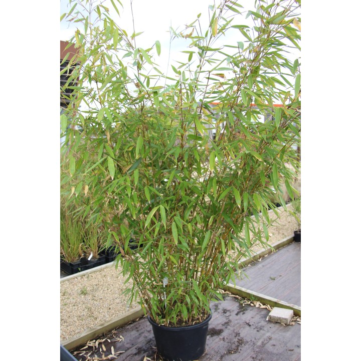 Fargesia robusta  'Wolong'