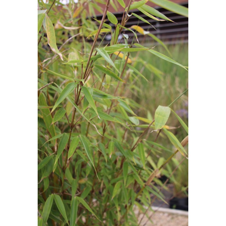 Fargesia robusta  'Wolong'