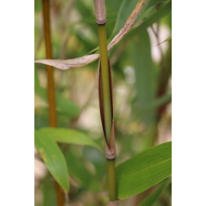 Fargesia robusta  'Wolong'