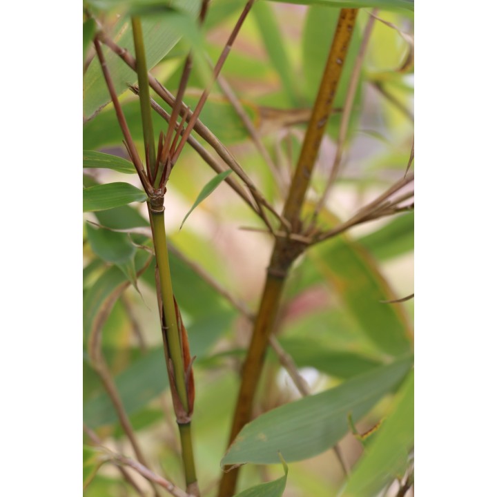 Fargesia robusta  'Wolong'
