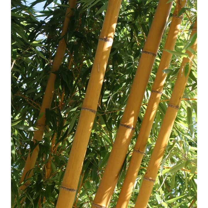 Phyllostachys bambusoides  'Holochrysa'
