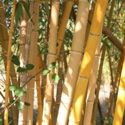 Phyllostachys bambusoides  'Holochrysa'
