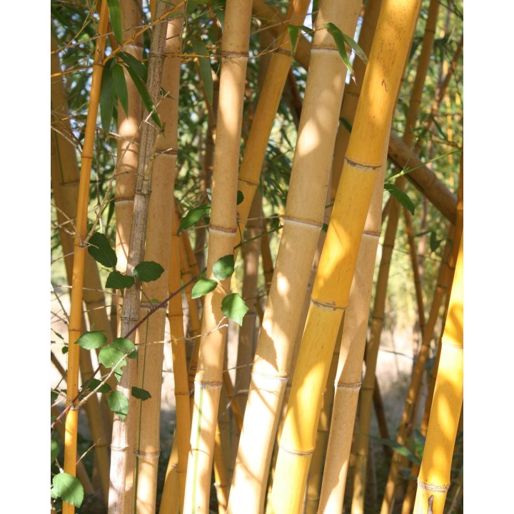 Phyllostachys bambusoides  'Holochrysa'