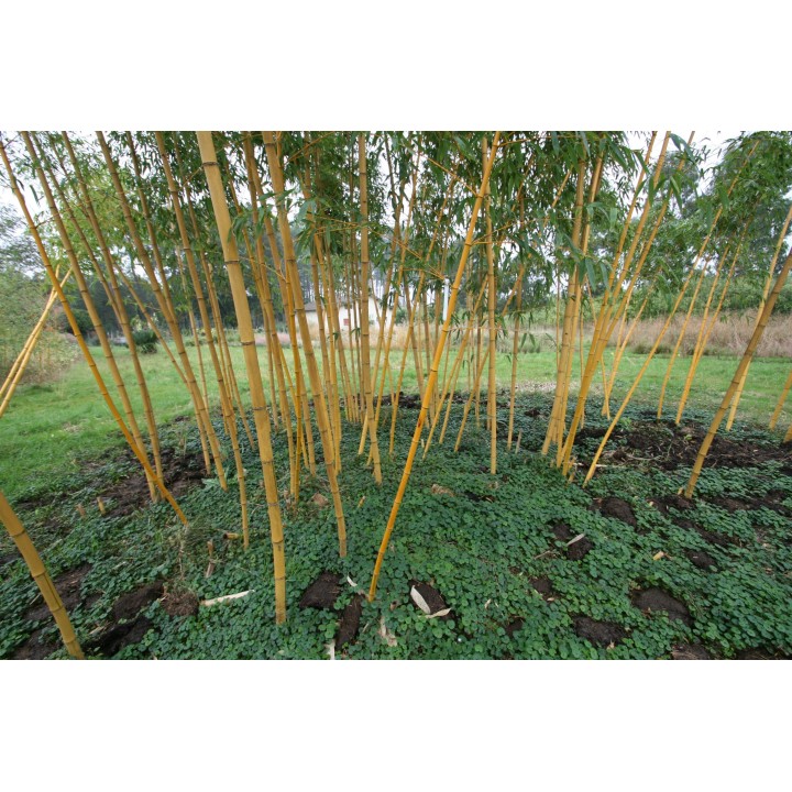 Phyllostachys vivax  'Aureocaulis'
