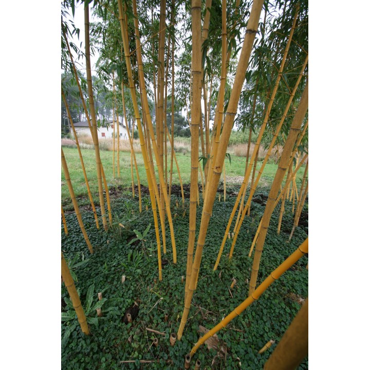 Phyllostachys vivax  'Aureocaulis'