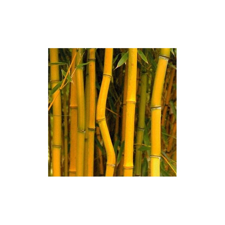 Phyllostachys aureosulcata  'Aureocaulis'
